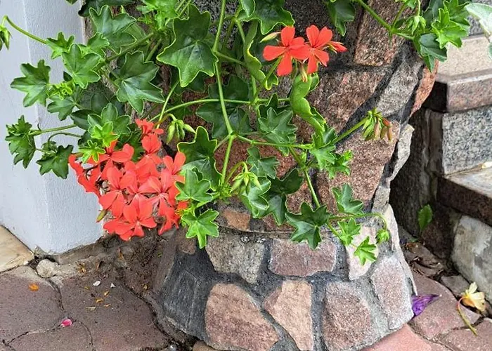 Sveciu Namai Audra Гостьовий будинок *